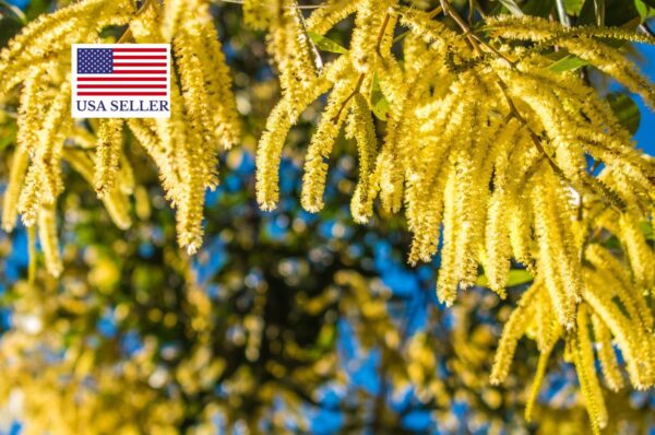 Acacia catechu - Senegalia catechu, Kher, Cachou, Cutchtree, Black Cutch, Black Catechu - Image 7
