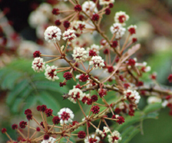 Acacia concinna - Shikakai, Hair Fruit