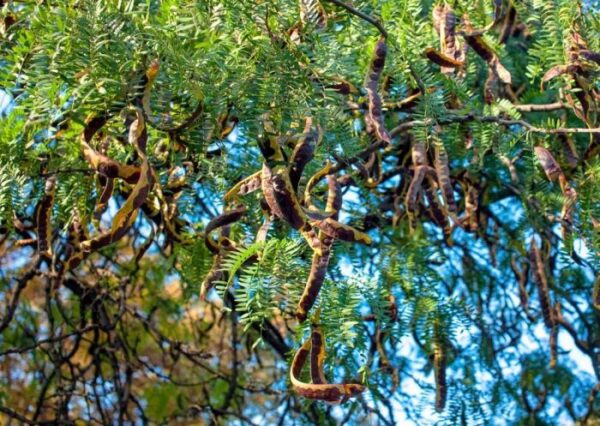 Acacia concinna - Shikakai, Hair Fruit - Image 2