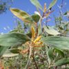 Acacia holosericea - Soapbush Wattle, Strap Wattle, Candelabra Wattle, Silver Wattle - Image 2
