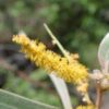 Acacia holosericea - Soapbush Wattle, Strap Wattle, Candelabra Wattle, Silver Wattle - Image 3