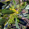 Acacia holosericea - Soapbush Wattle, Strap Wattle, Candelabra Wattle, Silver Wattle - Image 4