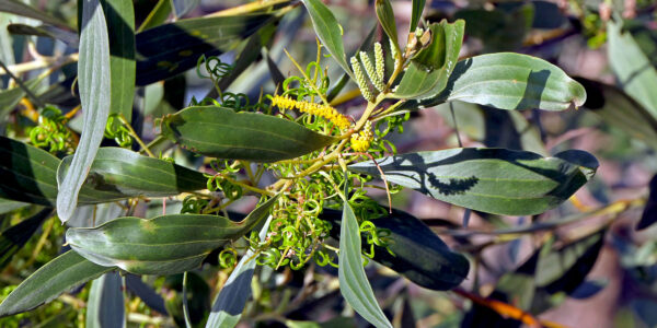 Acacia holosericea - Soapbush Wattle, Strap Wattle, Candelabra Wattle, Silver Wattle - Image 4