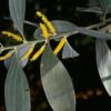 Acacia holosericea - Soapbush Wattle, Strap Wattle, Candelabra Wattle, Silver Wattle - Image 6