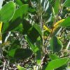 Acacia holosericea - Soapbush Wattle, Strap Wattle, Candelabra Wattle, Silver Wattle - Image 7