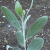 Acacia holosericea - Soapbush Wattle, Strap Wattle, Candelabra Wattle, Silver Wattle - Image 8