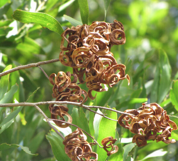 Acacia melanoxylon - Australian Blackwood - Image 13