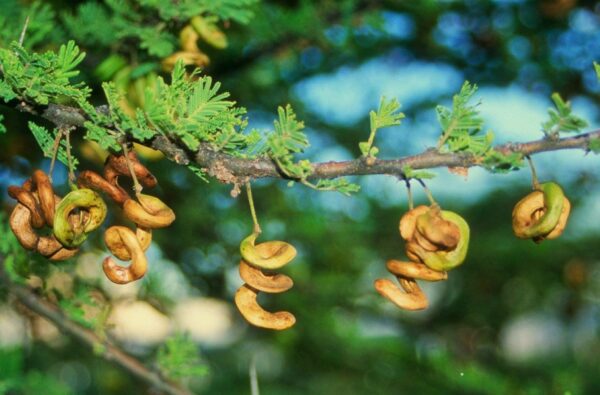 Acacia tortilis - Umbrella Thorn Tree - Image 2