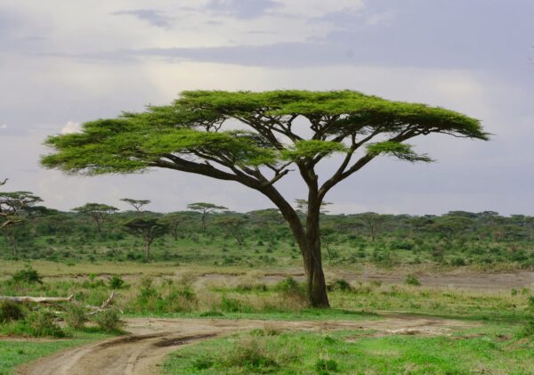 Acacia tortilis - Umbrella Thorn Tree - Image 6