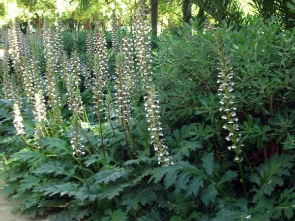 Acanthus mollis - Acanthus, Tame acanthus, Giant weed, Bear's foot - Image 5