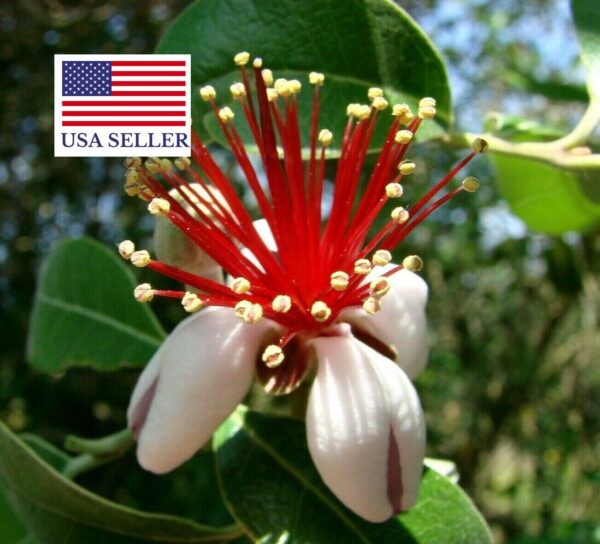 Acca sellowiana - Feijoa, Pineapple Guava, Guavasteen, Goyavier du Brésil - Image 6