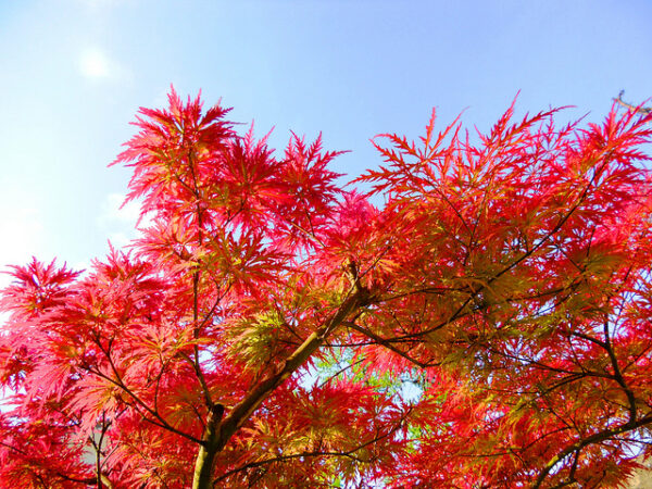 Acer palmatum  - Atropurpureum, Bloodgood, Maple leaf lace, maple cascade - Image 9