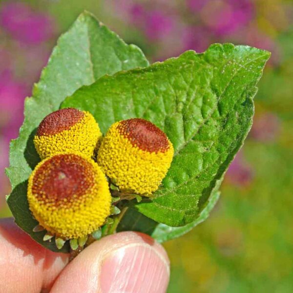 Acmella oleracea - Jambu, Electric Daisy, Paracress,Toothache Plant - Image 4