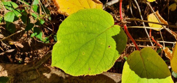 Actinidia chinensis - Golden Kiwifruit - Image 10