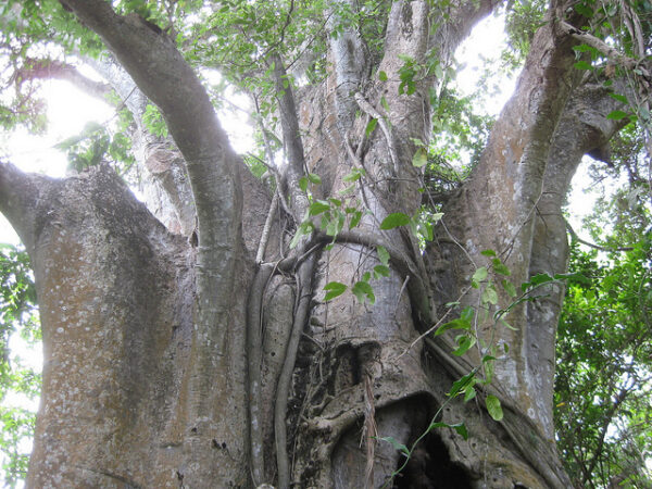 Adansonia digitata / Baobabus digitata - African baobab - Image 2