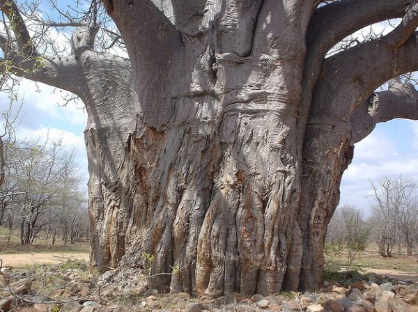 Adansonia digitata / Baobabus digitata - African baobab - Image 5
