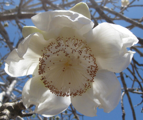 Adansonia digitata / Baobabus digitata - African baobab - Image 16