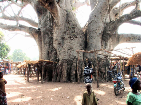 Adansonia digitata / Baobabus digitata - African baobab - Image 17