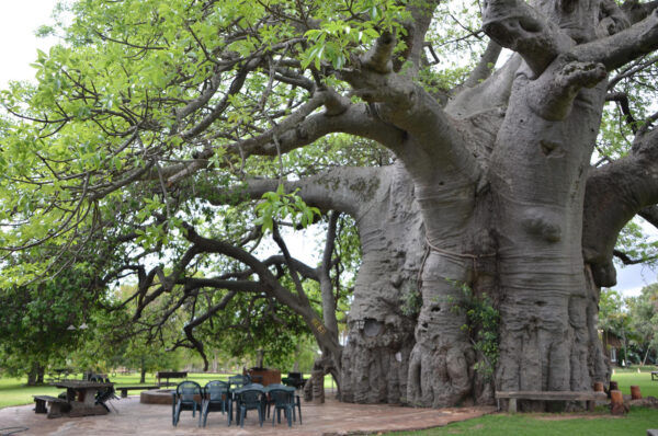 Adansonia digitata / Baobabus digitata - African baobab - Image 18
