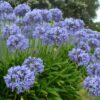 Agapanthus praecox subsp. praecox - Agapanthus Large Blue, Large Blue Lily of the Nile - Image 2