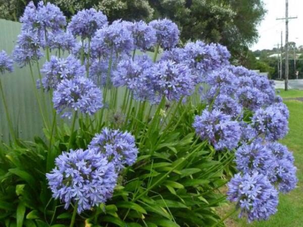 Agapanthus praecox subsp. praecox - Agapanthus Large Blue, Large Blue Lily of the Nile - Image 2