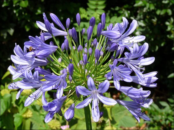 Agapanthus praecox subsp. praecox - Agapanthus Large Blue, Large Blue Lily of the Nile - Image 3