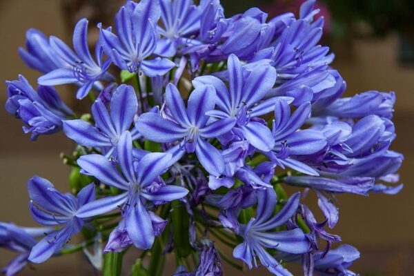 Agapanthus praecox subsp. praecox - Agapanthus Large Blue, Large Blue Lily of the Nile - Image 4