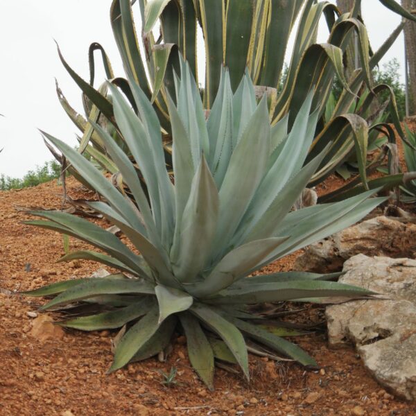 Agave americana / Agave altissima - Century Plant, Maguey, American Aloe - Image 5
