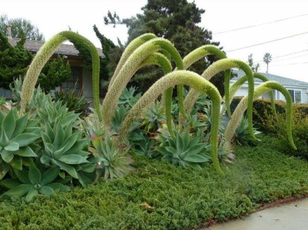 Agave attenuata subsp. attenuata - Fox Tail Agave - Image 3