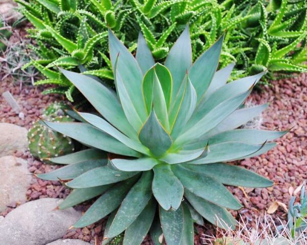 Agave attenuata subsp. attenuata - Fox Tail Agave - Image 9