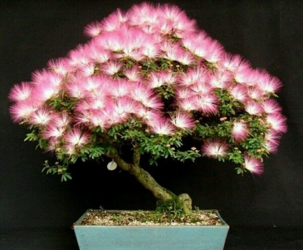 Albizia julibrissin var. rosea - Pink Silk Tree, Persian Silk Tree
