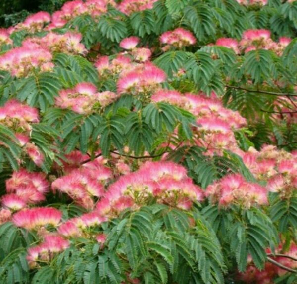 Albizia julibrissin var. rosea - Pink Silk Tree, Persian Silk Tree - Image 2