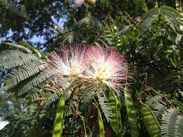Albizia julibrissin var. rosea - Pink Silk Tree, Persian Silk Tree - Image 5