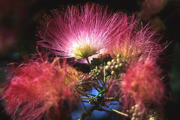 Albizia julibrissin var. rosea - Pink Silk Tree, Persian Silk Tree - Image 6