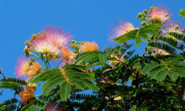 Albizia julibrissin var. rosea - Pink Silk Tree, Persian Silk Tree - Image 7