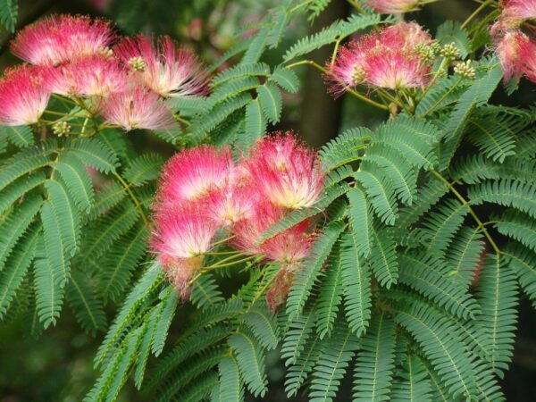 Albizia julibrissin var. rosea - Pink Silk Tree, Persian Silk Tree - Image 8
