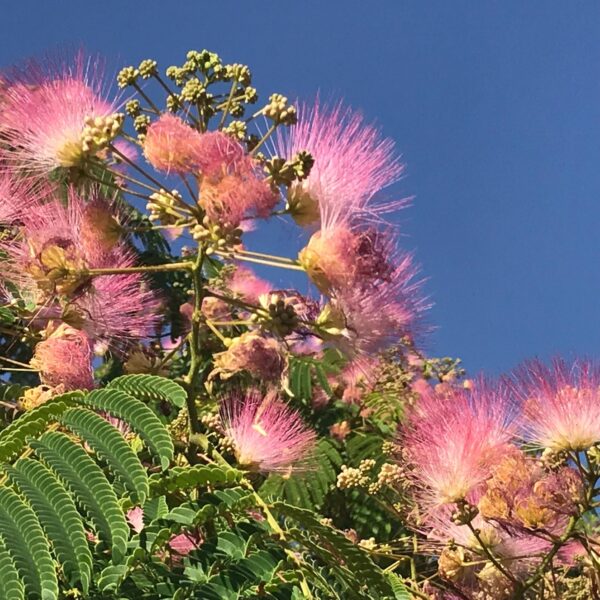 Albizia julibrissin var. rosea - Pink Silk Tree, Persian Silk Tree - Image 9