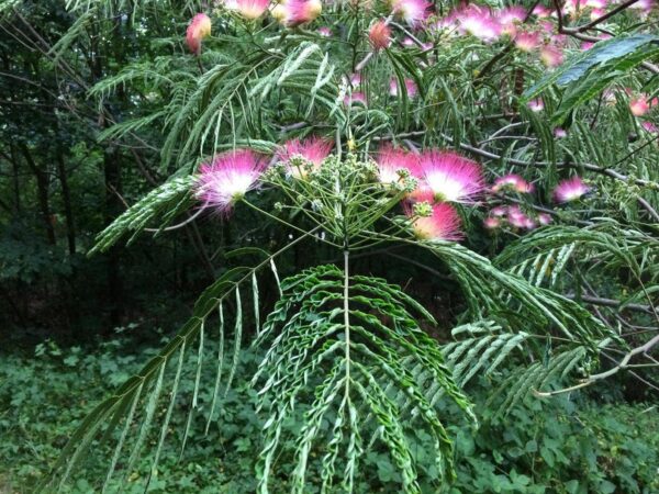 Albizia julibrissin var. rosea - Pink Silk Tree, Persian Silk Tree - Image 10
