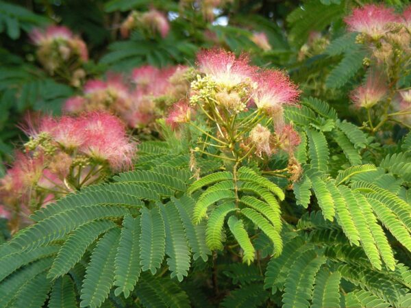Albizia julibrissin var. rosea - Pink Silk Tree, Persian Silk Tree - Image 11