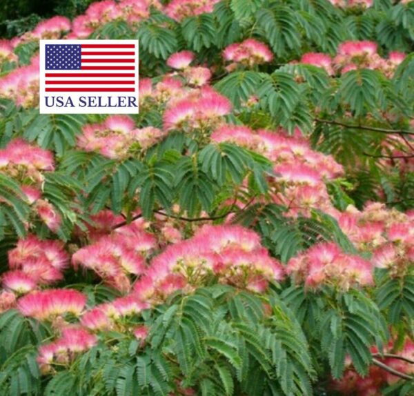 Albizia julibrissin var. rosea - Pink Silk Tree, Persian Silk Tree - Image 12