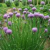 Allium schoenoprasum 'Fine Leaved' - Chives 'Fine Leaved' - Image 2
