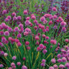 Allium schoenoprasum 'Fine Leaved' - Chives 'Fine Leaved' - Image 3
