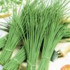 Allium schoenoprasum 'Fine Leaved' - Chives 'Fine Leaved' - Image 4