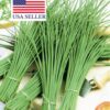 Allium schoenoprasum 'Fine Leaved' - Chives 'Fine Leaved' - Image 7