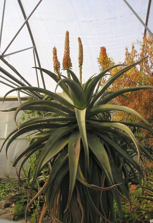 Aloe africana - African Aloe