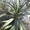 Aloe africana - African Aloe - Image 2