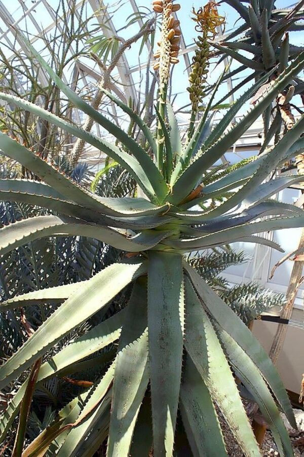 Aloe africana - African Aloe - Image 2