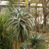 Aloe africana - African Aloe - Image 3