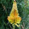 Aloe africana - African Aloe - Image 4