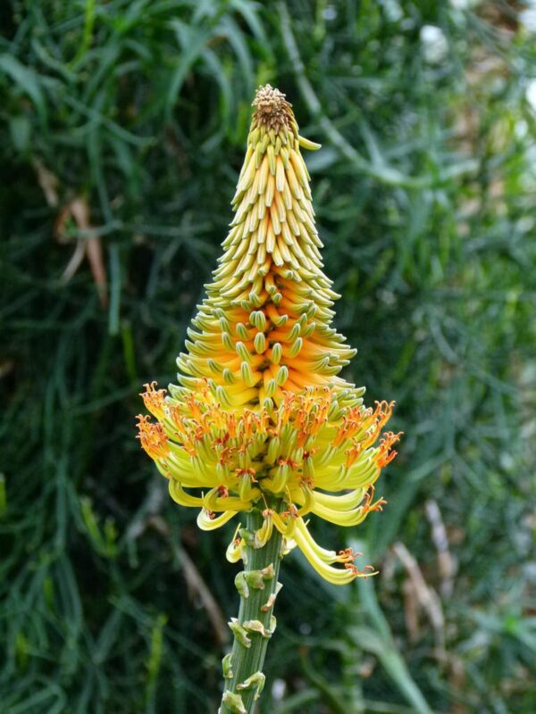 Aloe africana - African Aloe - Image 4